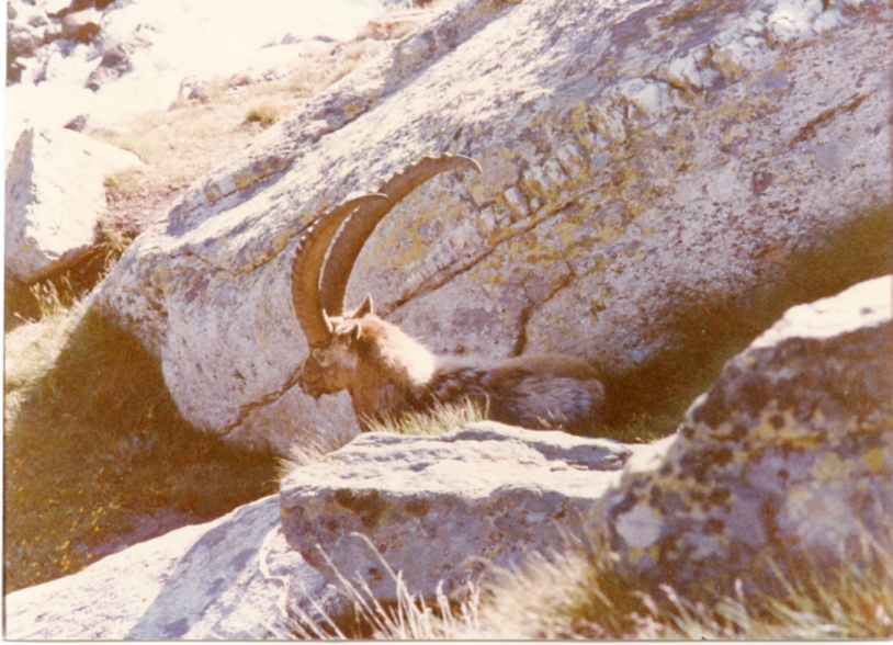 Stambecco al Gran Paradiso